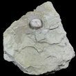 Blastoid (Pentremites) Fossil - Illinois #48647-1